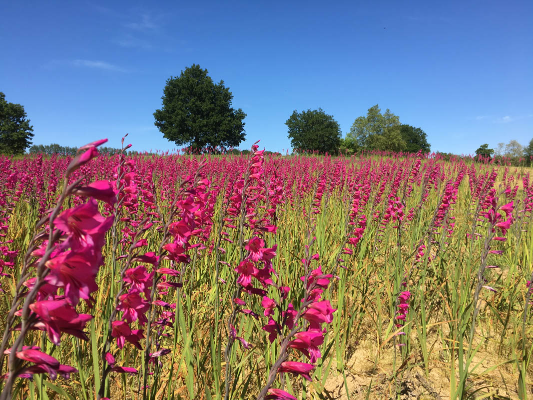 Gladiolus x byzantinus